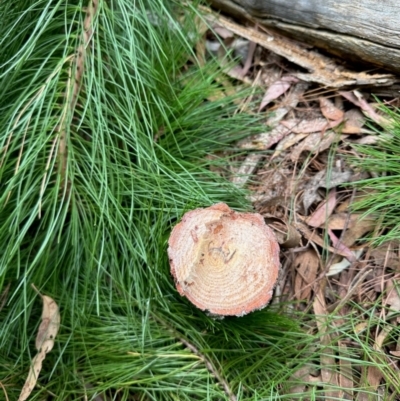 Pinus radiata (Monterey or Radiata Pine) at Uriarra Village, ACT - 23 Mar 2024 by KMcCue