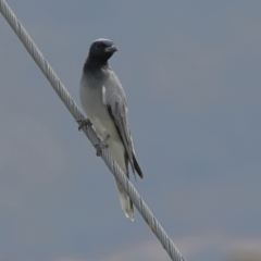 Coracina novaehollandiae (Black-faced Cuckooshrike) at Macgregor, ACT - 23 Mar 2024 by MichaelWenke