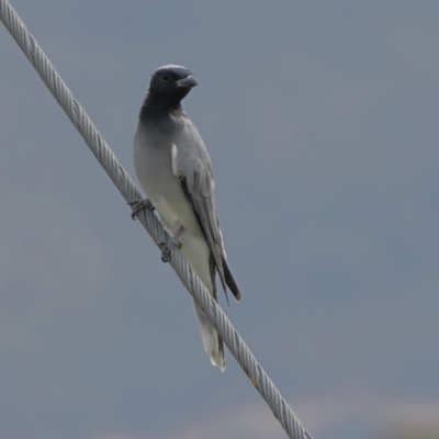 Coracina novaehollandiae (Black-faced Cuckooshrike) at Macgregor, ACT - 23 Mar 2024 by MichaelWenke