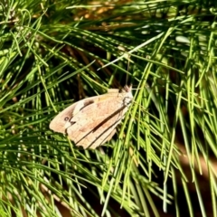 Heteronympha merope (Common Brown Butterfly) at Uriarra Village, ACT - 23 Mar 2024 by KMcCue