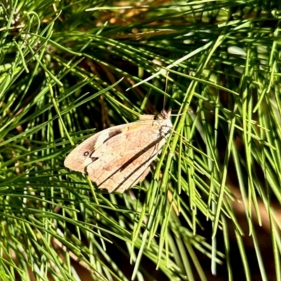 Heteronympha merope (Common Brown Butterfly) at Uriarra Village, ACT - 23 Mar 2024 by KMcCue