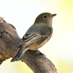 Pachycephala rufiventris (Rufous Whistler) at The Pinnacle - 23 Mar 2024 by Thurstan