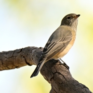 Pachycephala rufiventris at The Pinnacle - 24 Mar 2024