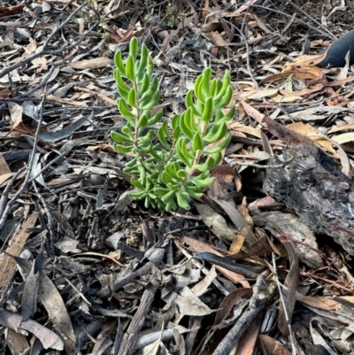 Persoonia rigida (Hairy Geebung) at Uriarra Village, ACT - 22 Mar 2024 by KMcCue