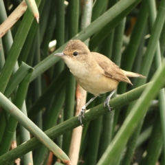 Acrocephalus australis (Australian Reed-Warbler) at Macgregor, ACT - 23 Mar 2024 by Trevor