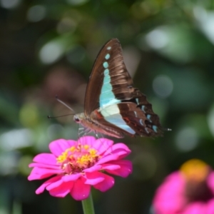 Graphium choredon at Jamberoo, NSW - 24 Mar 2024