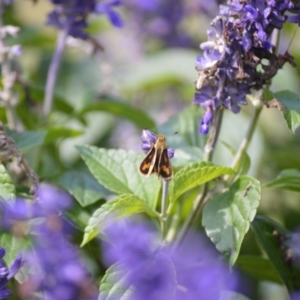 Ocybadistes walkeri at Jamberoo, NSW - 24 Mar 2024 02:17 PM