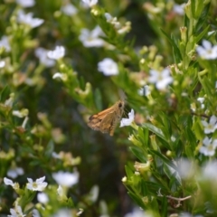 Ocybadistes walkeri at Jamberoo, NSW - 24 Mar 2024 02:17 PM