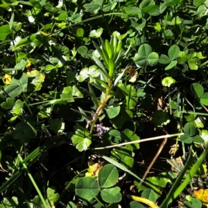 Lythrum hyssopifolia at QPRC LGA - 24 Mar 2024