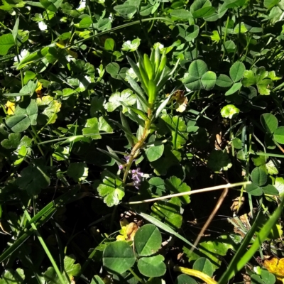 Lythrum hyssopifolia (Small Loosestrife) at Captains Flat, NSW - 24 Mar 2024 by Csteele4