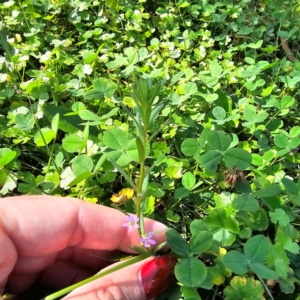 Lythrum hyssopifolia at QPRC LGA - 24 Mar 2024