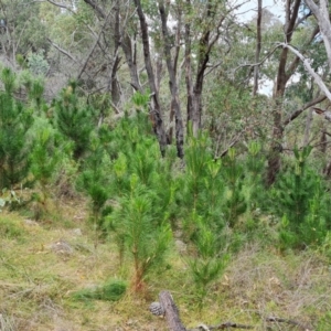 Pinus radiata at Isaacs Ridge and Nearby - 23 Mar 2024 11:34 AM