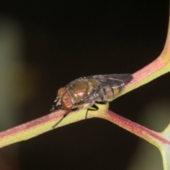 Stomorhina sp. (genus) (Snout fly) at Lyons, ACT - 21 Mar 2024 by AlisonMilton