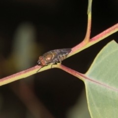 Stomorhina sp. (genus) at Oakey Hill - 22 Mar 2024