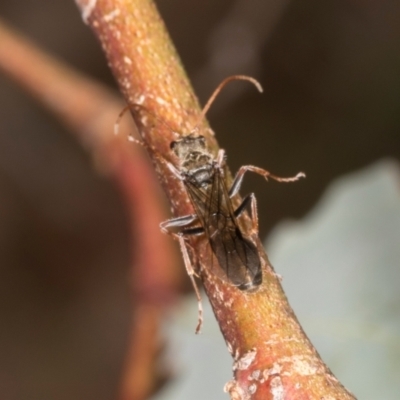 Unidentified Wasp (Hymenoptera, Apocrita) at Lyons, ACT - 21 Mar 2024 by AlisonMilton