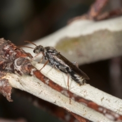 Myrmecia sp., pilosula-group at Oakey Hill - 22 Mar 2024