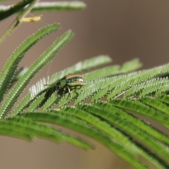 Calomela parilis at QPRC LGA - 24 Mar 2024