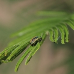 Calomela parilis at QPRC LGA - 24 Mar 2024