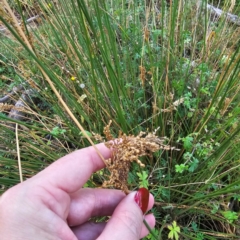 Juncus (genus) (A Rush) at Jerangle, NSW - 23 Mar 2024 by Csteele4