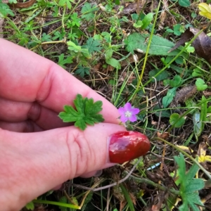 Geranium sp. at Jerangle, NSW - 23 Mar 2024 05:53 PM