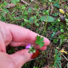 Geranium sp. at Jerangle, NSW - 23 Mar 2024 05:53 PM