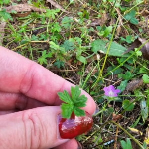 Geranium sp. at Jerangle, NSW - 23 Mar 2024 05:53 PM