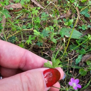 Geranium sp. at Jerangle, NSW - 23 Mar 2024 05:53 PM