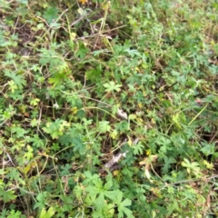 Geranium sp. at Jerangle, NSW - 23 Mar 2024 05:53 PM