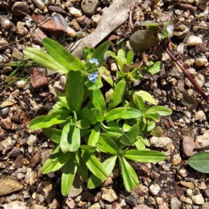 Myosotis laxa subsp. caespitosa at Jerangle, NSW - 23 Mar 2024