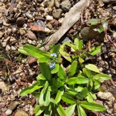 Myosotis laxa subsp. caespitosa at Jerangle, NSW - 23 Mar 2024