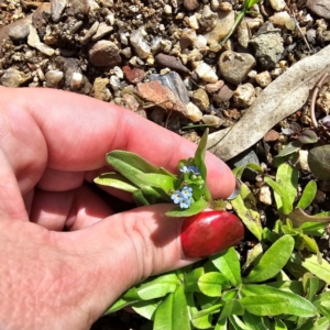 Myosotis laxa subsp. caespitosa at Jerangle, NSW - 23 Mar 2024