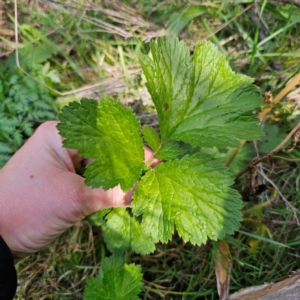 Geum urbanum at Anembo, NSW - 23 Mar 2024