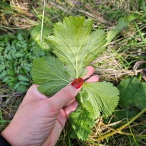 Geum urbanum at Anembo, NSW - 23 Mar 2024