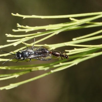 Tiphiidae (family) (Unidentified Smooth flower wasp) at Hall, ACT - 23 Mar 2024 by Anna123