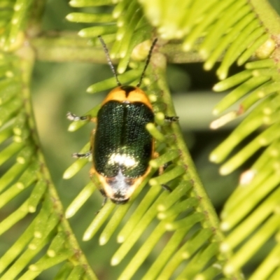 Aporocera (Aporocera) consors (A leaf beetle) at Lyons, ACT - 22 Mar 2024 by AlisonMilton