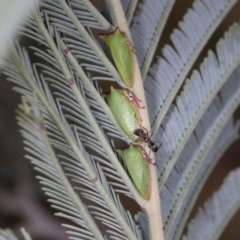 Sextius virescens (Acacia horned treehopper) at Lyons, ACT - 22 Mar 2024 by AlisonMilton