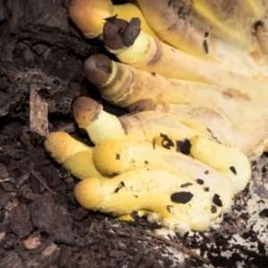 Leucocoprinus birnbaumii at Higgins, ACT - 21 Mar 2024