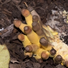 Leucocoprinus birnbaumii at Higgins, ACT - 21 Mar 2024 03:46 PM