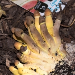 Leucocoprinus birnbaumii at Higgins, ACT - 21 Mar 2024