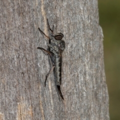 Unidentified Robber fly (Asilidae) at Higgins, ACT - 26 Jan 2024 by AlisonMilton