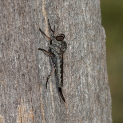 Cerdistus sp. (genus) (Slender Robber Fly) at Higgins, ACT - 27 Jan 2024 by AlisonMilton