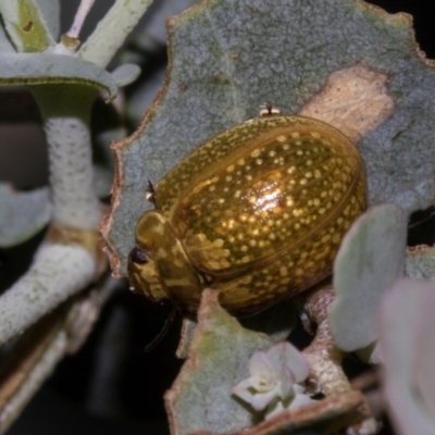 Paropsisterna cloelia (Eucalyptus variegated beetle) at Higgins, ACT - 26 Jan 2024 by AlisonMilton