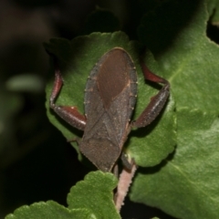 Amorbus (genus) (Eucalyptus Tip bug) at Higgins, ACT - 27 Jan 2024 by AlisonMilton