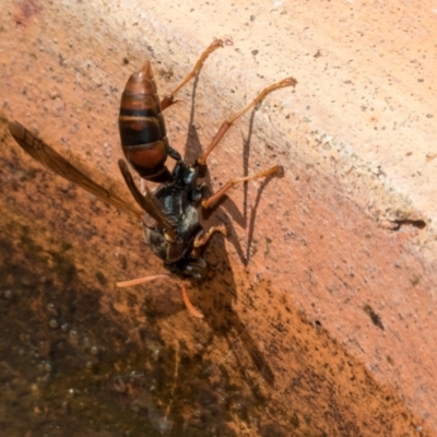 Polistes (Polistella) humilis (Common Paper Wasp) at Higgins, ACT - 3 Feb 2024 by AlisonMilton