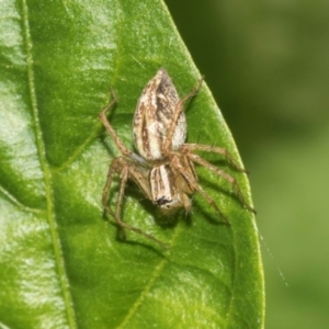 Oxyopes sp. (genus) at Higgins, ACT - 27 Jan 2024