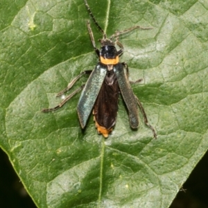 Chauliognathus lugubris at Higgins, ACT - 27 Jan 2024