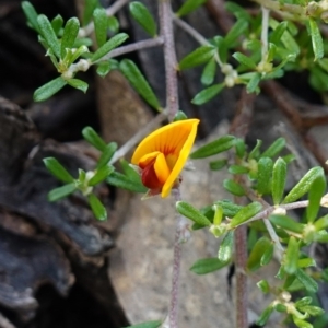 Pultenaea microphylla at Bungonia National Park - suppressed