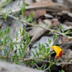 Pultenaea microphylla at Bungonia National Park - 18 Mar 2024