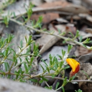 Pultenaea microphylla at Bungonia National Park - suppressed