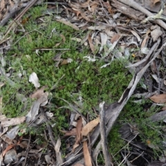 Pultenaea microphylla at Bungonia National Park - suppressed